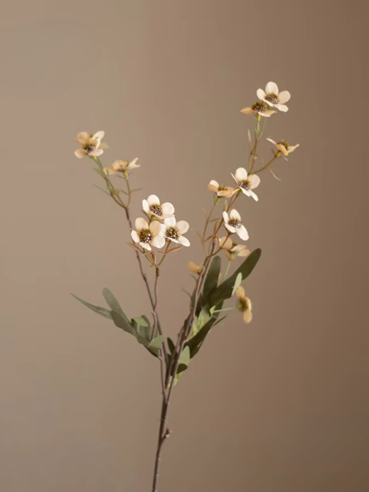 Wildflower Blossom Branch Stem